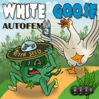 White Goose auto feminised (MASTER SEED)