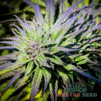 Black Widow feminised (MASTER SEED)