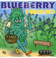 Blueberry feminised (MASTER SEED)
