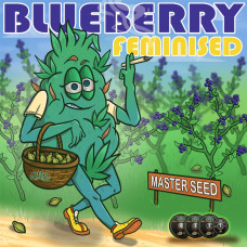 Blueberry feminised (MASTER SEED)