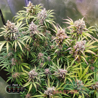 Bruce Banner feminised (MASTER SEED)