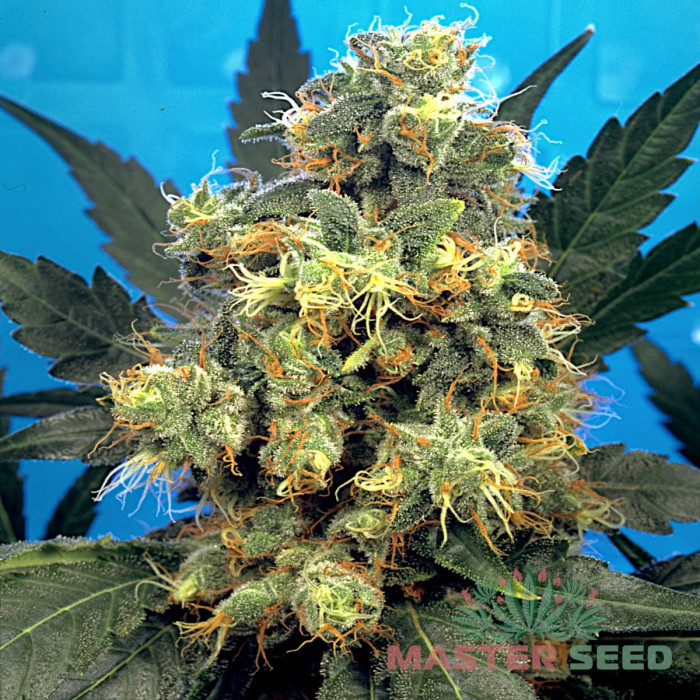 Насіння коноплі Bubble Gum fem. MASTER SEED