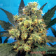 Насіння коноплі Bubble Gum fem. MASTER SEED