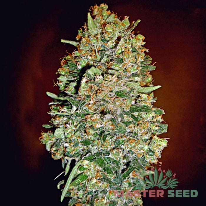 Насіння коноплі Bubble Gum fem. MASTER SEED