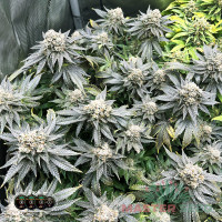 Critical Kush feminised (MASTER SEED)