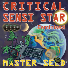 Critical Sensi Star feminised (MASTER SEED)