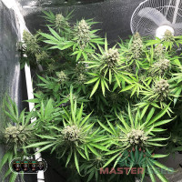 Dutch Driver feminised (MASTER SEED)
