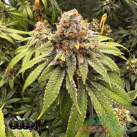 Gorilla Glue feminised (MASTER SEED)