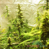 Kali Mist feminised (MASTER SEED)