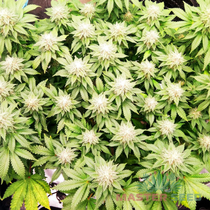 Насіння коноплі LSD fem. MASTER SEED