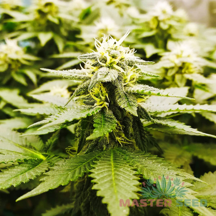 Насіння коноплі LSD fem. MASTER SEED