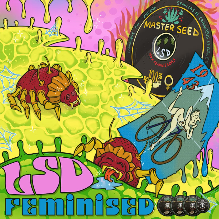 Насіння коноплі LSD fem. MASTER SEED