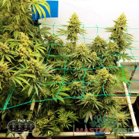 Trainwreck feminised (MASTER SEED)