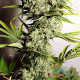 Насіння коноплі White Russian fem. MASTER SEED