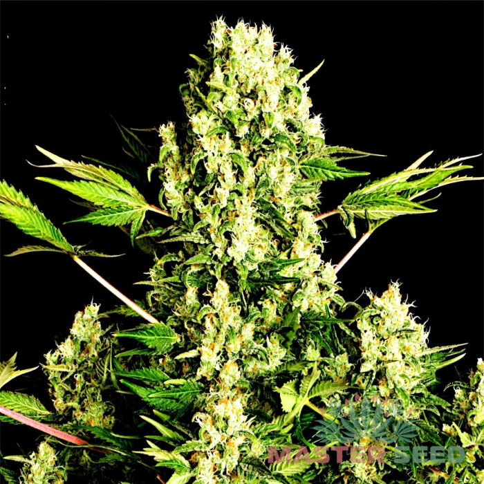Насіння коноплі White Russian fem. MASTER SEED