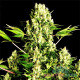 Насіння коноплі White Russian fem. MASTER SEED