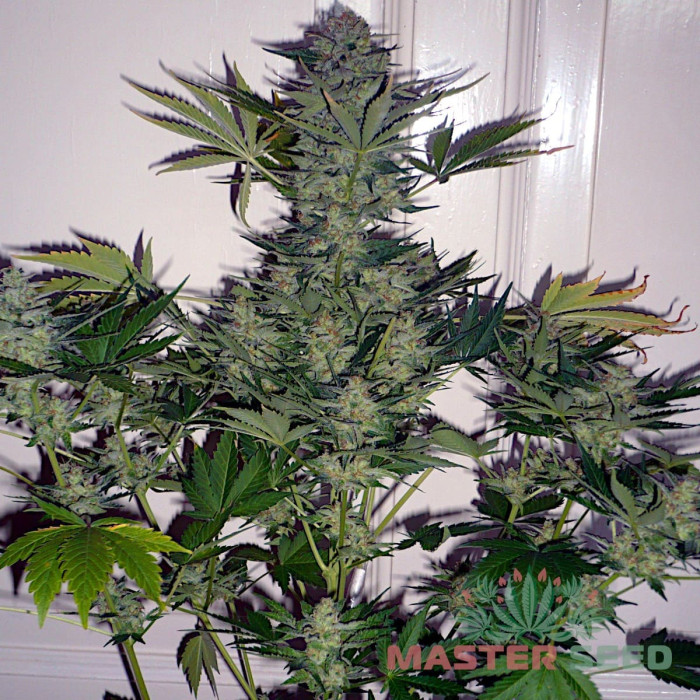 Насіння коноплі White Russian fem. MASTER SEED