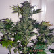 Насіння коноплі White Russian fem. MASTER SEED