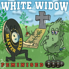 White Widow feminised (MASTER SEED)