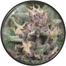 Bluehell auto feminised (Medical Seeds)