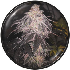 Cookies Sherbert auto feminised (Medical Seeds)