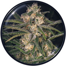No Name auto feminised (Medical Seeds)