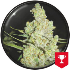 1024 feminised (Medical Seeds)