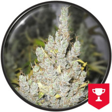 2046 feminised (Medical Seeds)