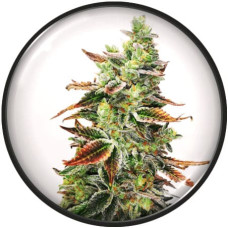 Banana Purp feminised (Medical Seeds)