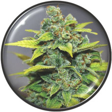 Banana Zkittlez feminised (Medical Seeds)