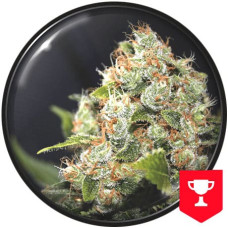 BCN Sour Diesel feminised (Medical Seeds)