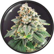 Bluehell CBD feminised (Medical Seeds)