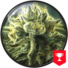 Canadian Kush 2.0 feminised (Medical Seeds)