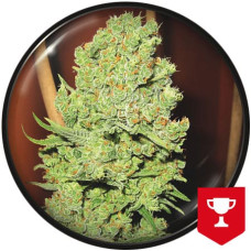 Channel + feminised (Medical Seeds)