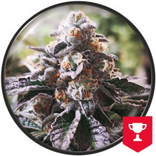 Cookies Purple Punch feminised (Medical Seeds)