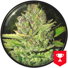 Devil Fruit feminised (Medical Seeds)