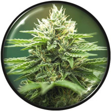 Eboshi CBG feminised (Medical Seeds)