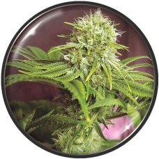 Elixir Vitae CBD feminised (Medical Seeds)