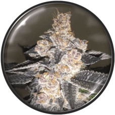 Gelato 242 feminised (Medical Seeds)
