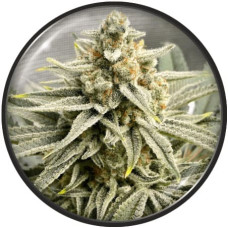 Grape Fuel feminised (Medical Seeds)