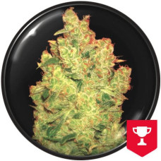 Jack la Mota feminised (Medical Seeds)