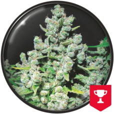 Malakoff feminised (Medical Seeds)