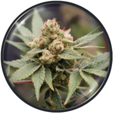 Medical Grape CBD feminised (Medical Seeds)