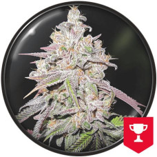 Mendocino Chanel Kush feminised (Medical Seeds)