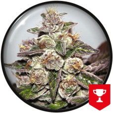 Mendocino Purple Kush feminised (Medical Seeds)