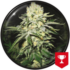 No Name feminised (Medical Seeds)
