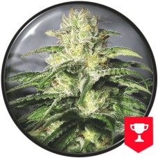 OG Kush CBD feminised (Medical Seeds)