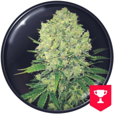 Prozack feminised (Medical Seeds)