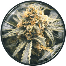 Recovery CBD feminised (Medical Seeds)