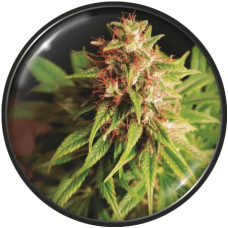 Red Cross CBD feminised (Medical Seeds)